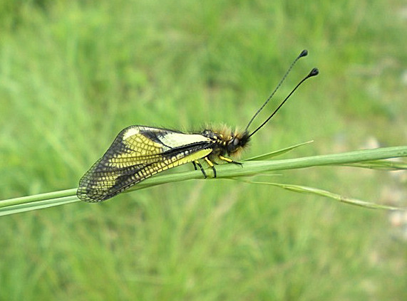 Libelloides coccajus